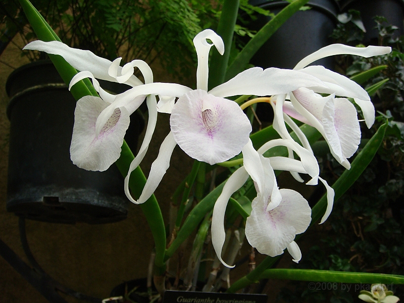 383 Longwood Gardens [2008 August 23].JPG - Longwood Gardens in Pennsylvania